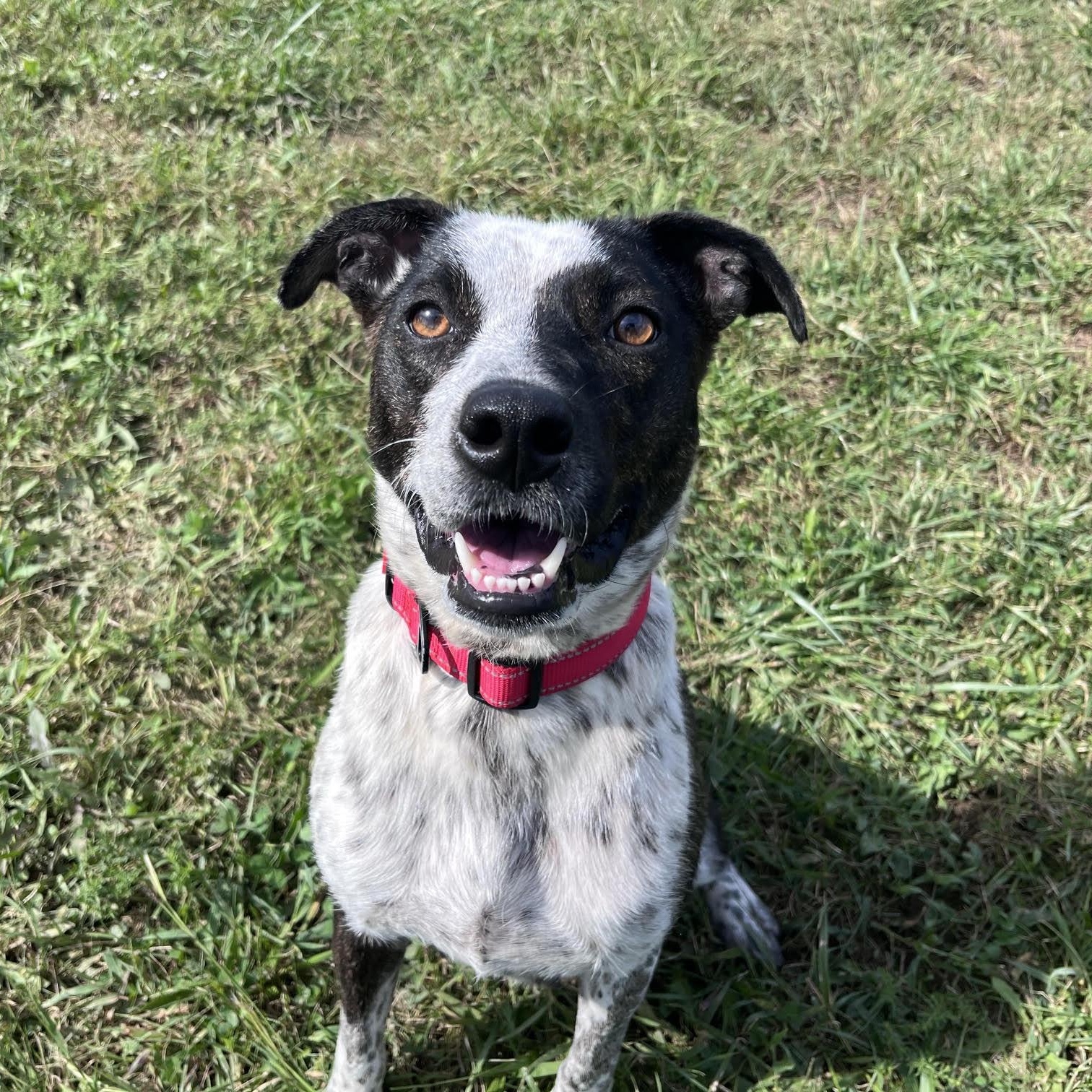 Anjeria, Adoptable, Adult Female Cattle Dog.