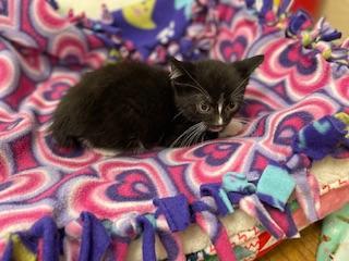 Enlarge Bulbasaur, a Adoptable Tuxedo in Parlier, CA image 3/5