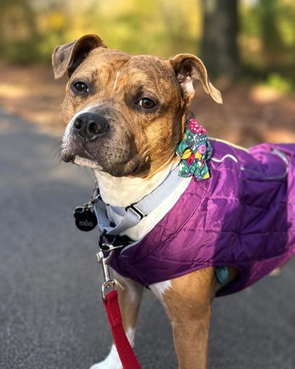 Tater Tot, Adoptable, Adult Female Mixed Breed.