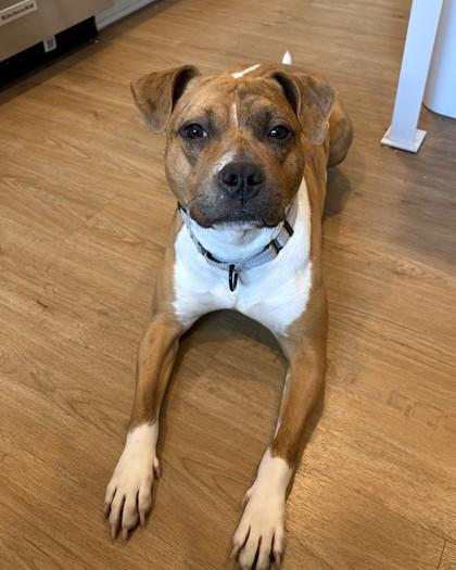 Tater Tot, Adoptable, Adult Female Pit Bull Terrier.