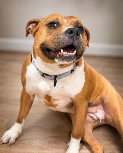 Tater Tot, a Adoptable Mixed Breed in Washington, DC image 2/3