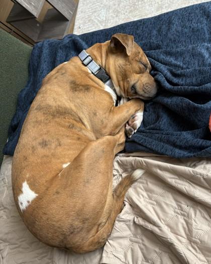 Tater Tot, Adoptable, Adult Female Pit Bull Terrier.