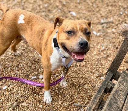Tater Tot, a Adoptable Mixed Breed in Washington, DC image 3/3