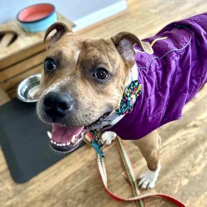 Enlarge Tater Tot, a Adoptable Pit Bull Terrier in Washington, DC image 4/4