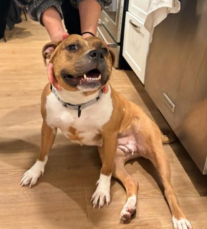 Tater Tot, a Adoptable Mixed Breed in Washington, DC image 3/3
