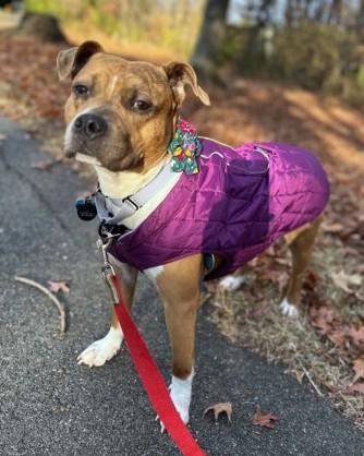 Enlarge Tater Tot, a Adoptable Mixed Breed in Washington, DC image 2/3