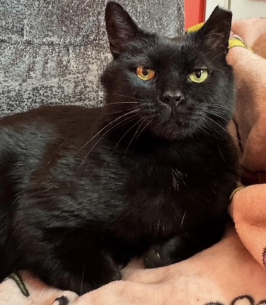 Enlarge Tayley, a ADOPTABLE Domestic Short Hair in Alexandria, VA image 1/5