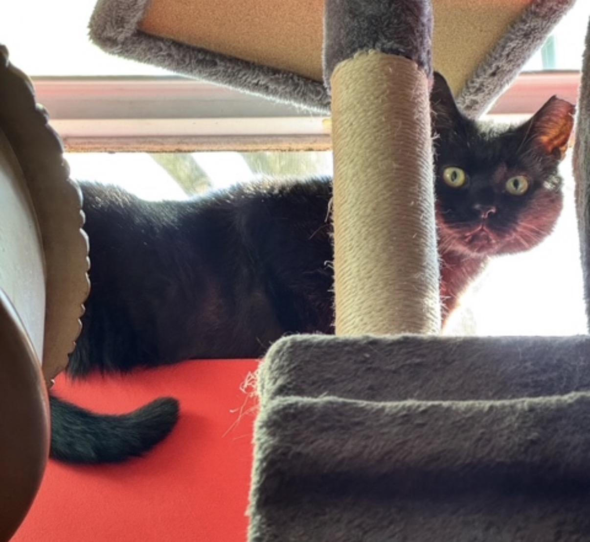 Enlarge Tayley, a ADOPTABLE Domestic Short Hair in Alexandria, VA image 2/5