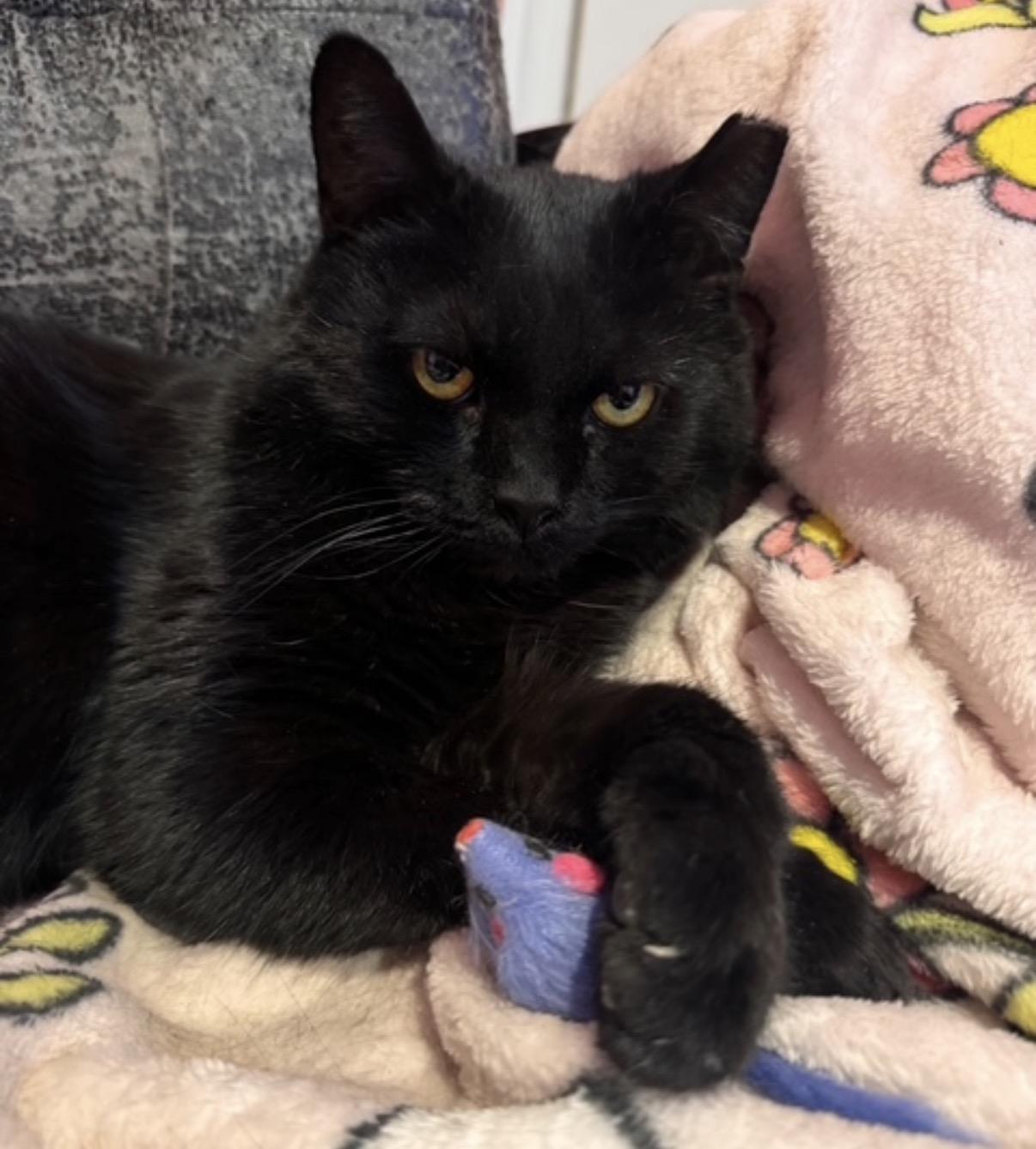 Enlarge Tayley, a ADOPTABLE Domestic Short Hair in Alexandria, VA image 4/5