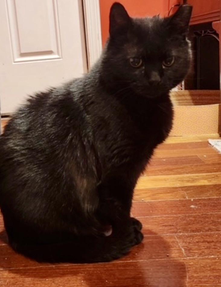 Enlarge Tayley, a ADOPTABLE Domestic Short Hair in Alexandria, VA image 5/5