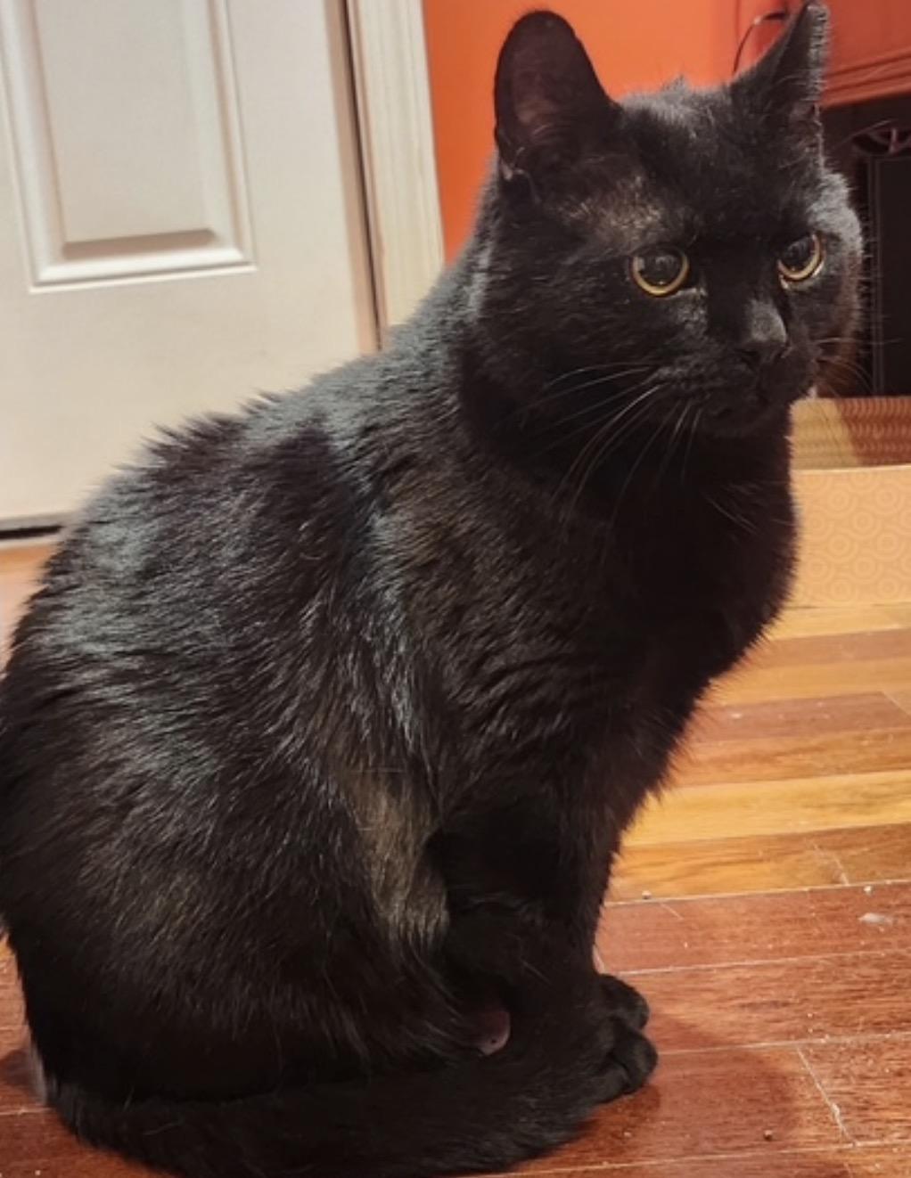 Enlarge Tayley, a ADOPTABLE Domestic Short Hair in Alexandria, VA image 3/5