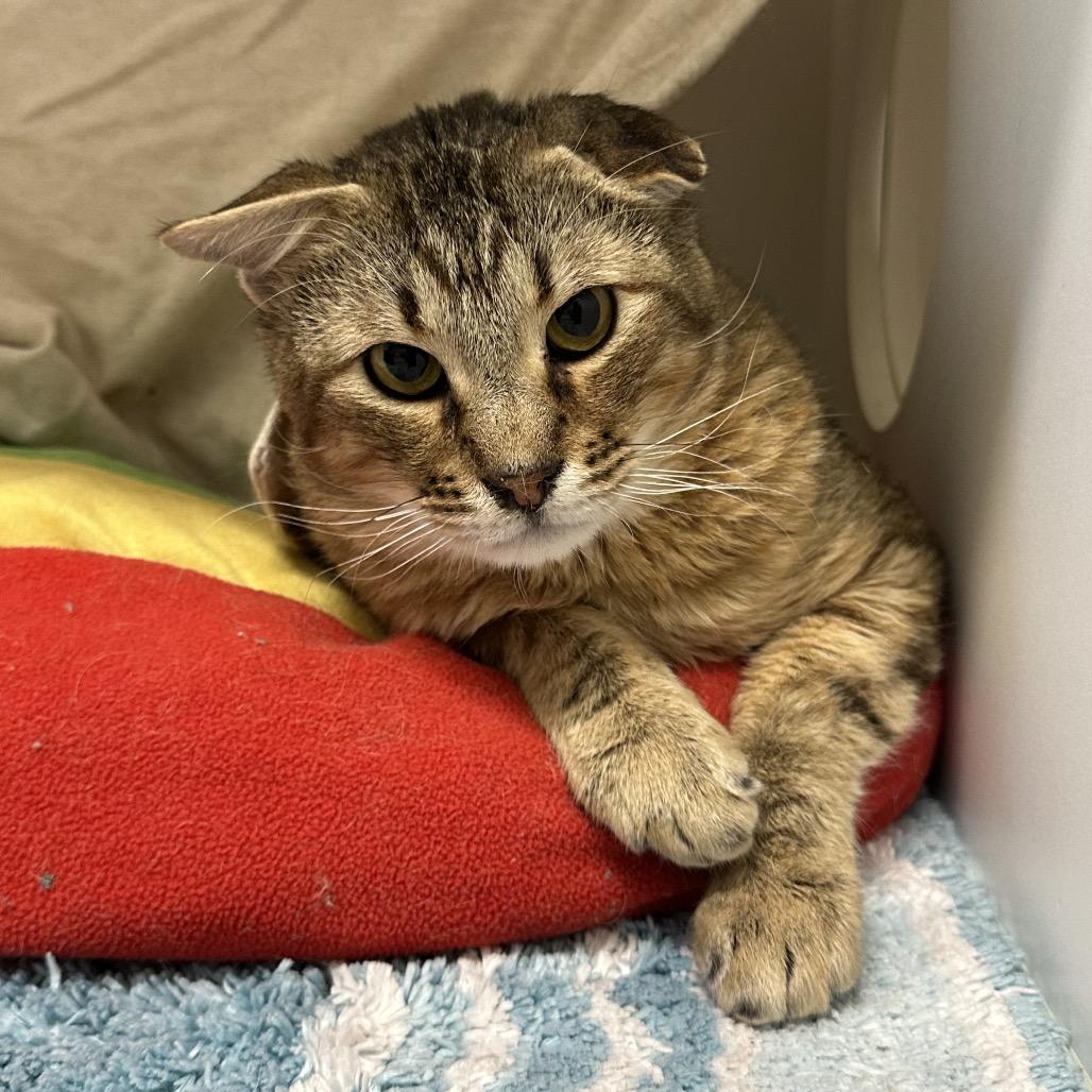 Clive, Adoptable, Adult Male Domestic Short Hair & Domestic Short Hair.