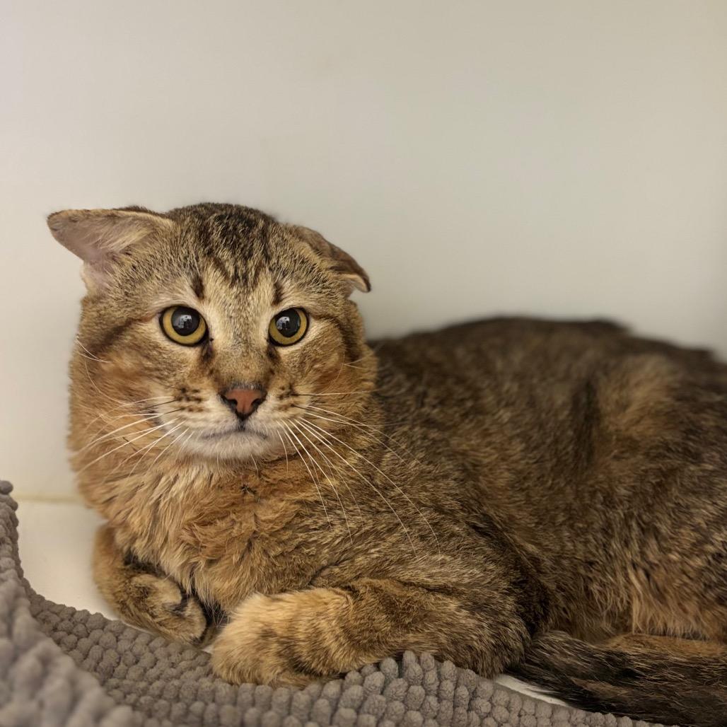 Enlarge Clive, a Adoptable mixed breed in League City, TX image 1/1