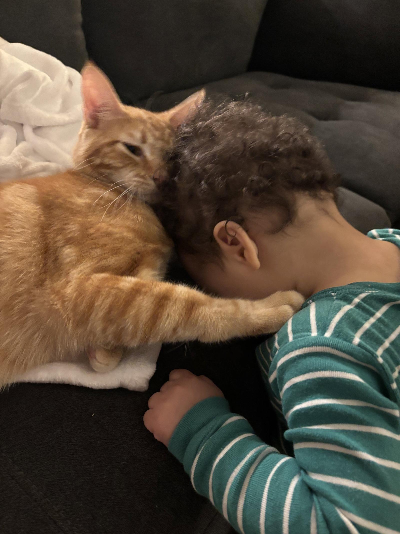 TANGERINE, Adoptable, Young Male Domestic Short Hair.
