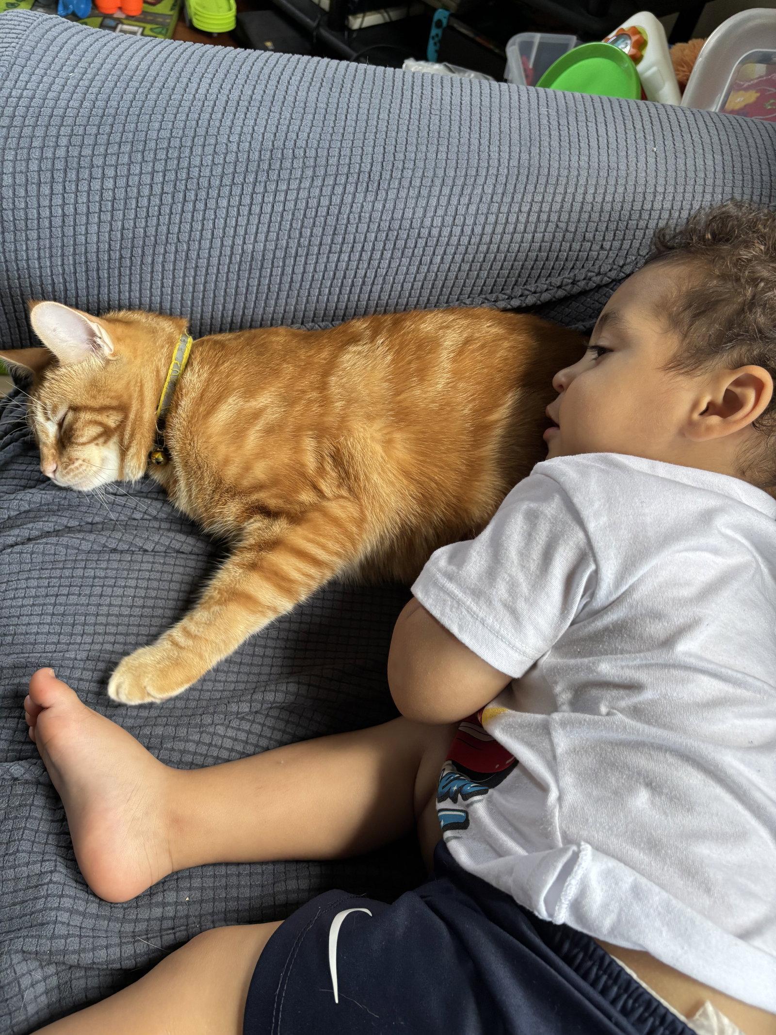 Enlarge TANGERINE, a Adoptable Domestic Short Hair in Oakhurst, NJ image 2/3