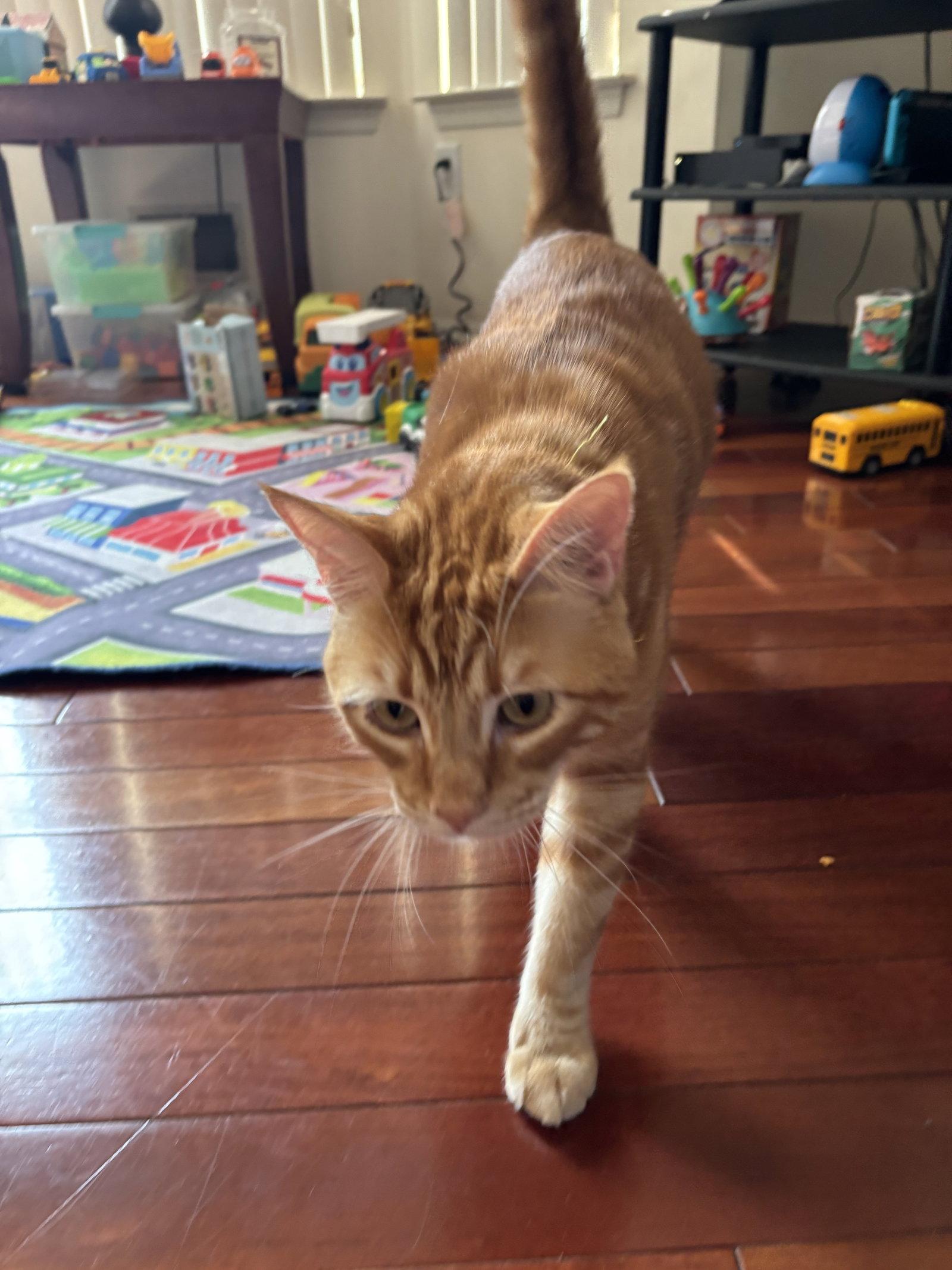 Enlarge TANGERINE, a Adoptable Domestic Short Hair in Oakhurst, NJ image 3/3