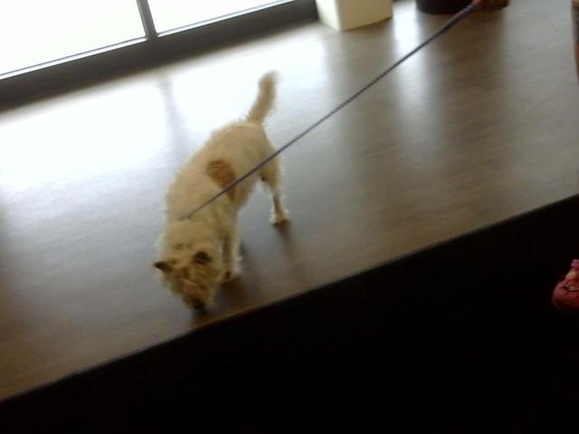 TOBY, Adoptable, Adult Male West Highland White Terrier / Westie.