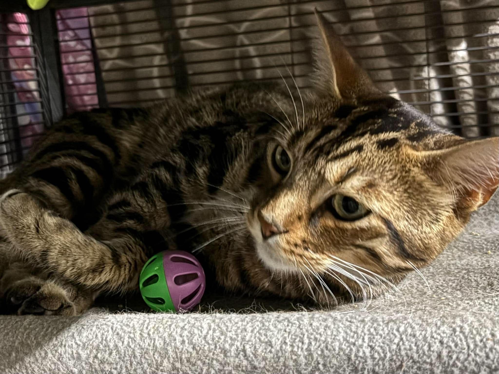 KAYDEN, an adopted Bengal in Tillsonburg, ON image 3/6