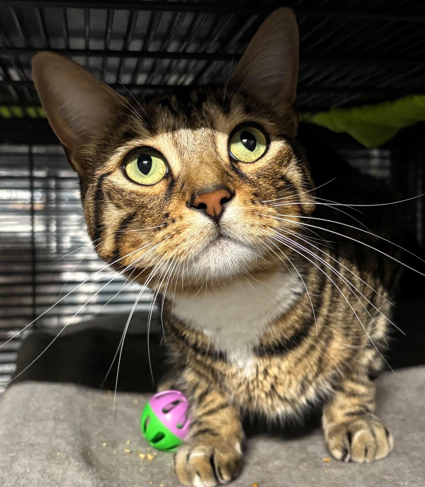 KAYDEN, an adopted Bengal in Tillsonburg, ON image 1/6