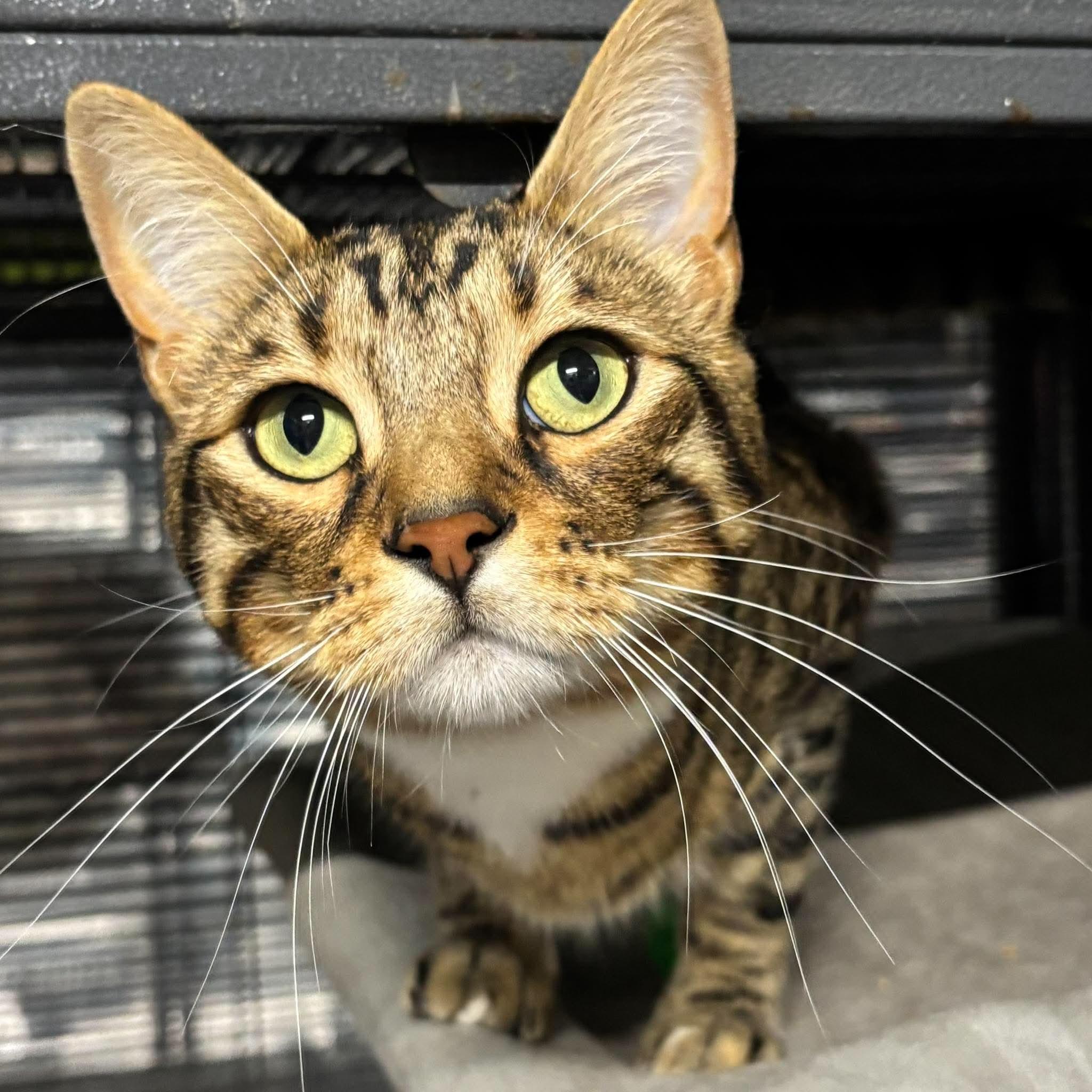 KAYDEN, an adopted Bengal in Tillsonburg, ON image 4/6