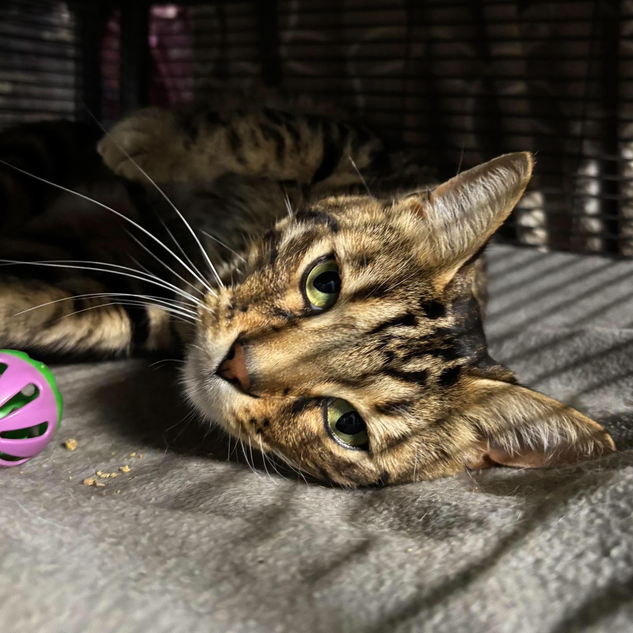 KAYDEN, an adopted Bengal in Tillsonburg, ON image 2/6