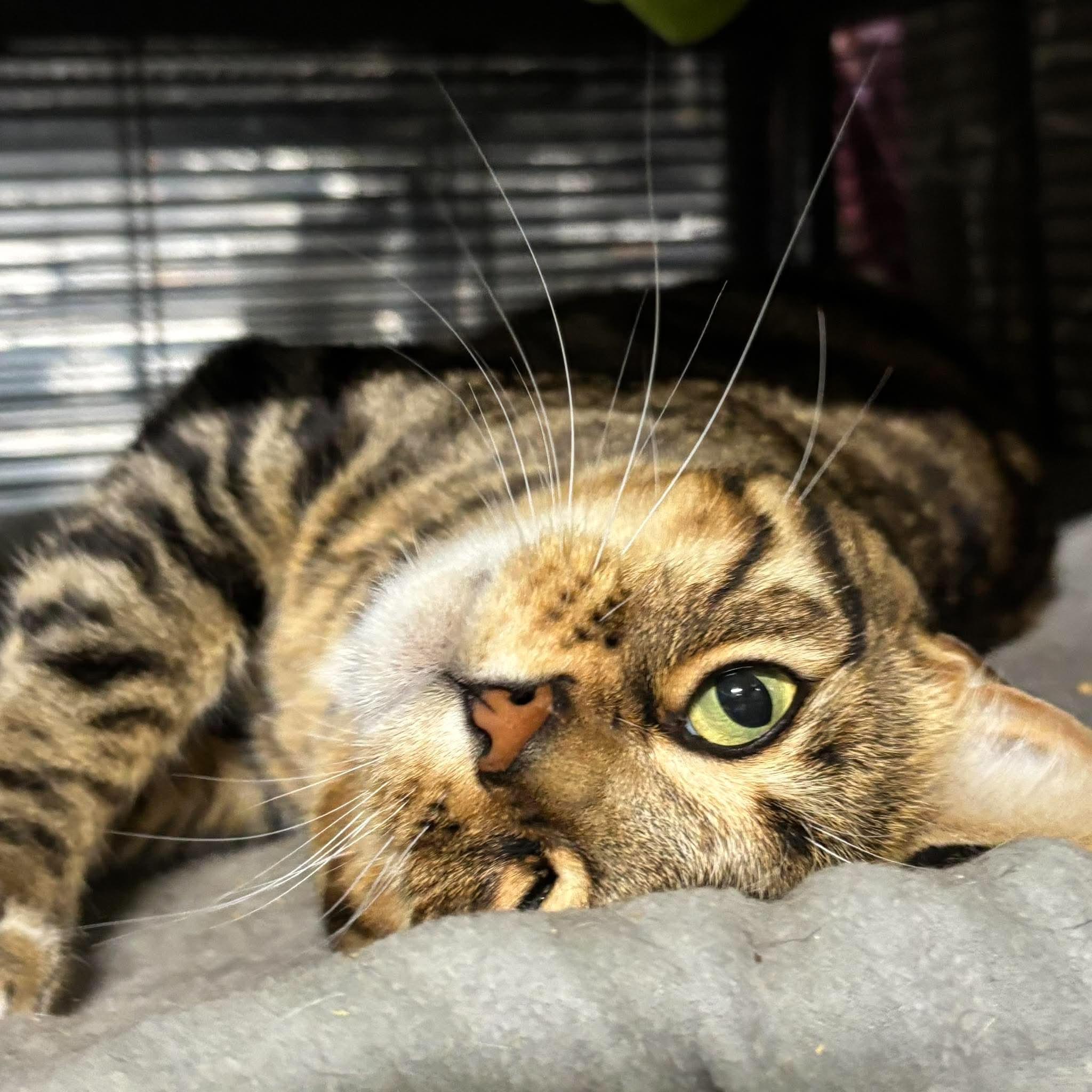 KAYDEN, an adopted Bengal in Tillsonburg, ON image 5/6