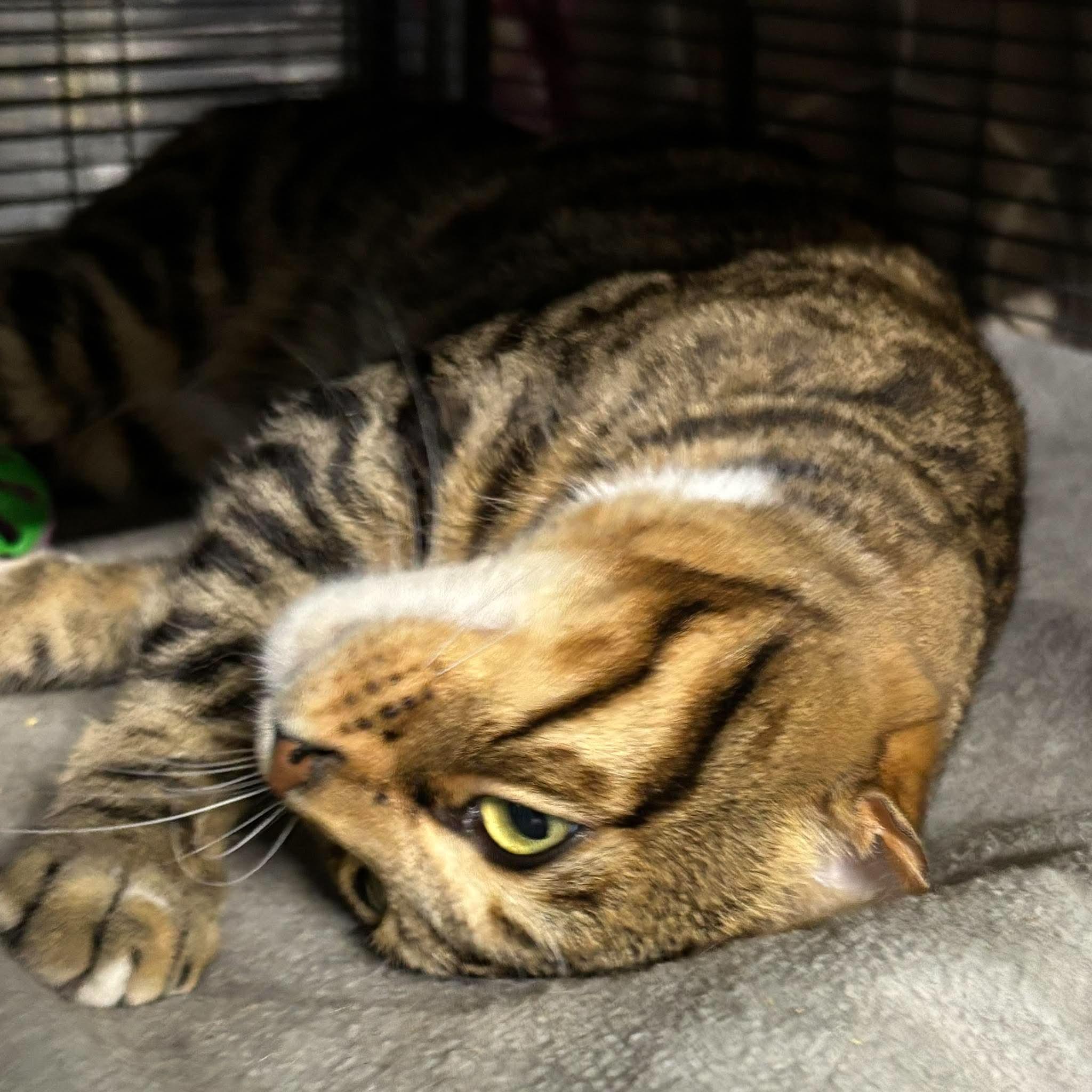 KAYDEN, an adopted Bengal in Tillsonburg, ON image 6/6