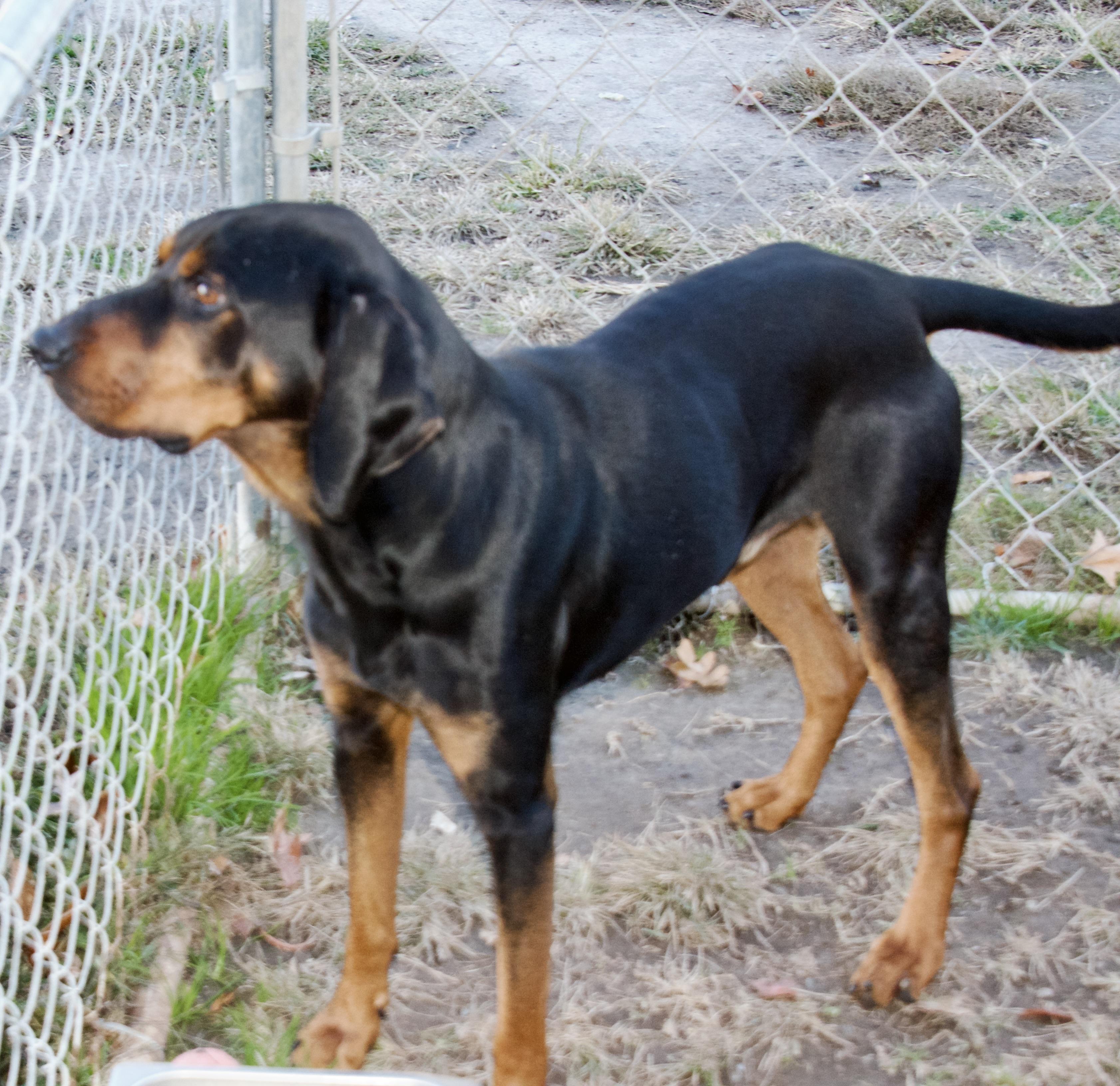 Lagarto, a Adoptable Coonhound in Gloucester, VA image 4/5
