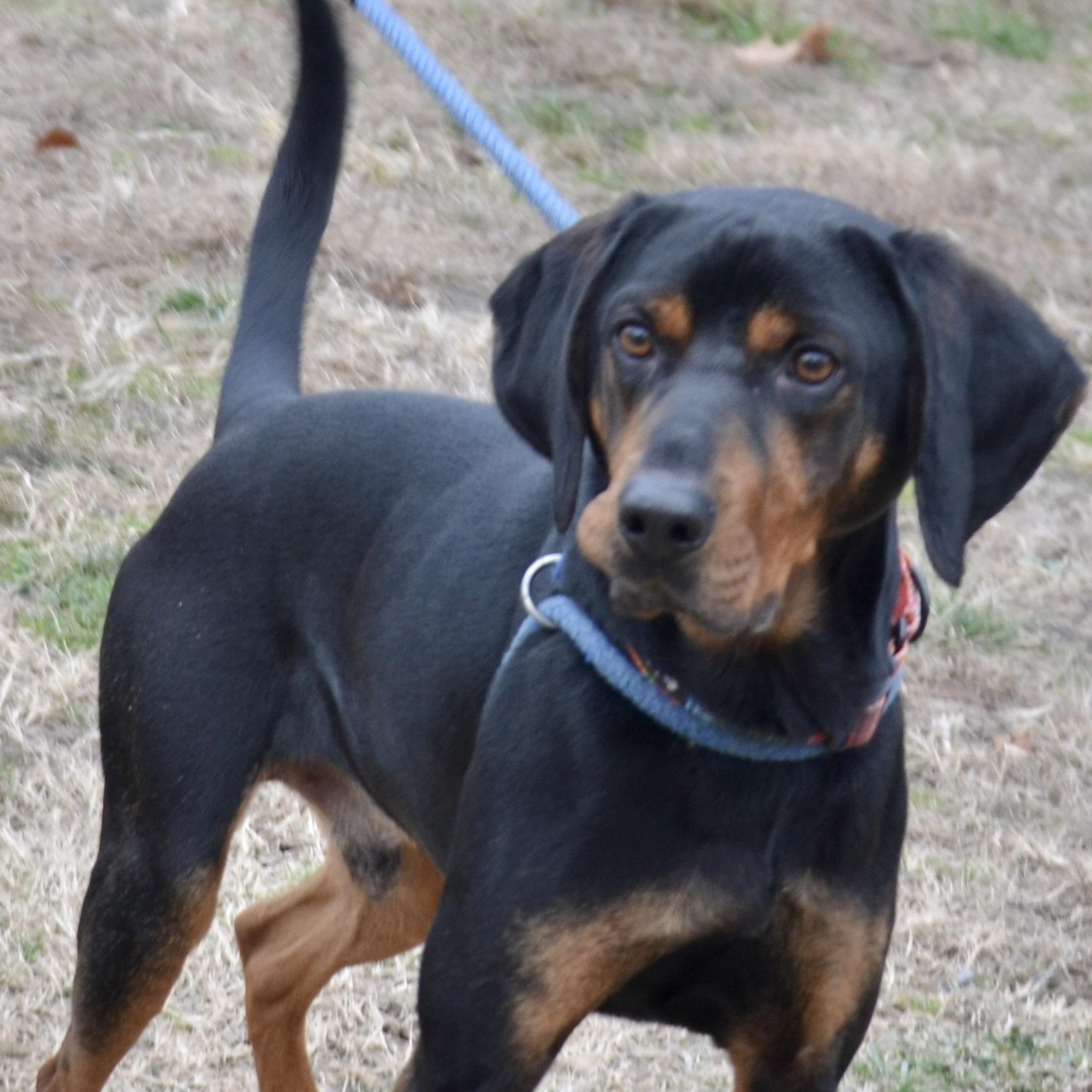 Lagarto, Adoptable, Young Male Coonhound.