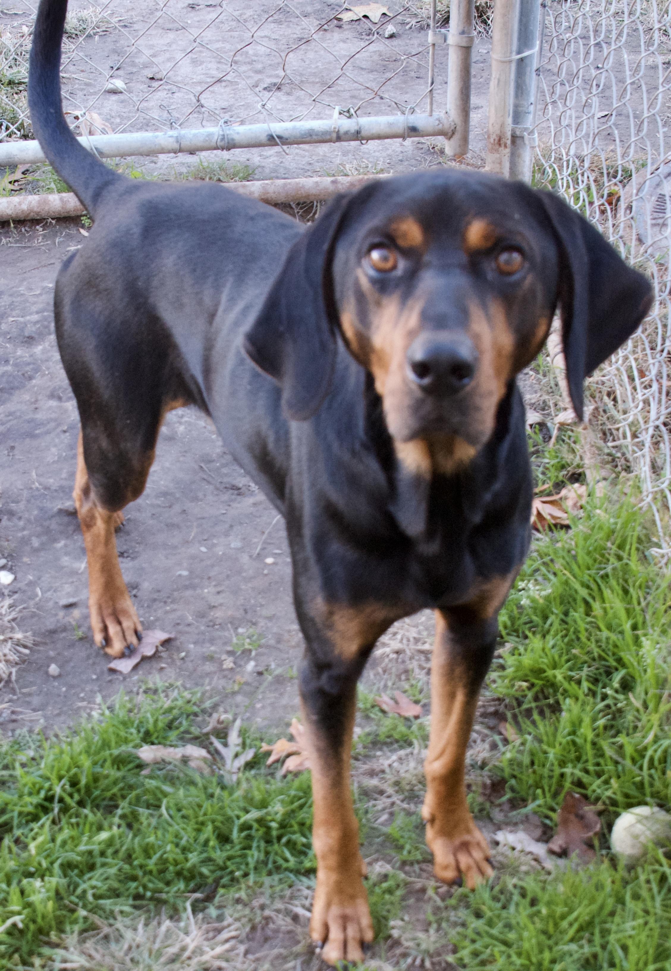 Lagarto, a Adoptable Coonhound in Gloucester, VA image 2/5