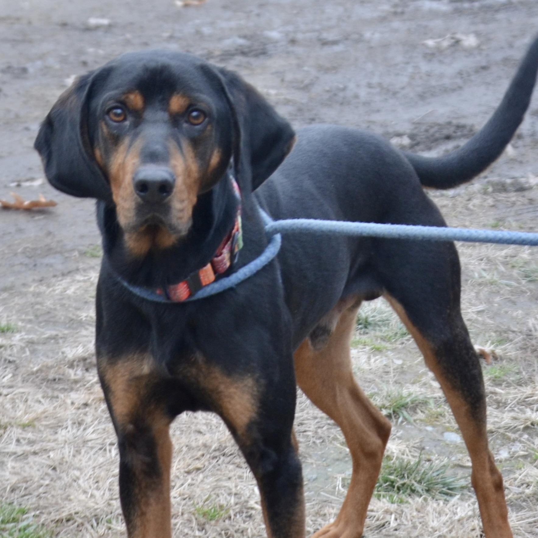 Enlarge Lagarto, a Adoptable Coonhound in Gloucester, VA image 5/5