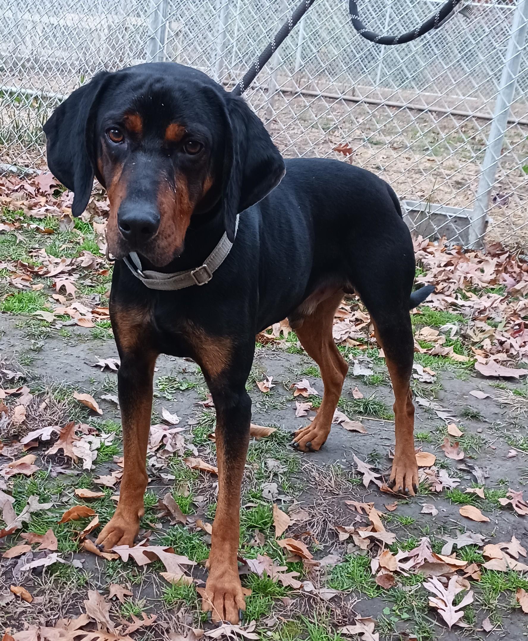 Lagarto, a Adoptable Coonhound in Gloucester, VA image 3/5