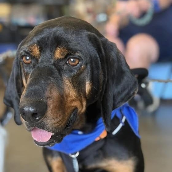 Lagarto, Adoptable, Young Male Coonhound.