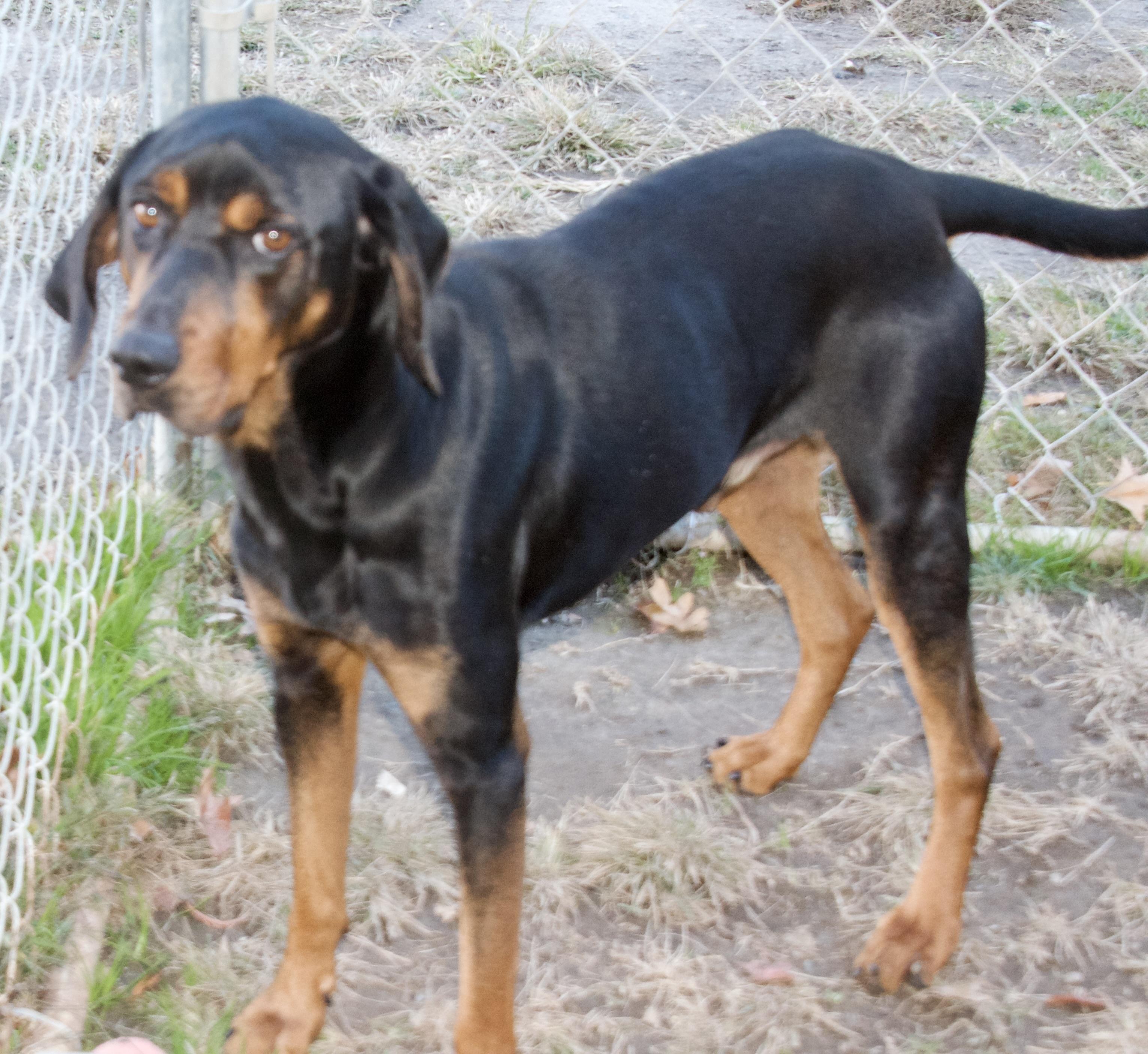 Lagarto, a Adoptable Coonhound in Gloucester, VA image 1/5