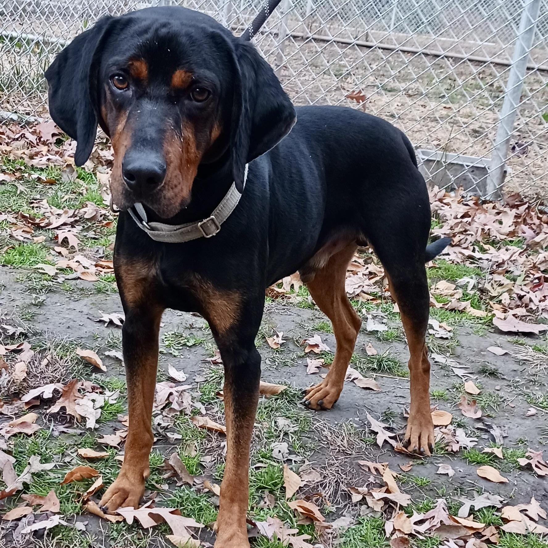 Lagarto, a Adoptable Coonhound in Gloucester, VA image 5/5