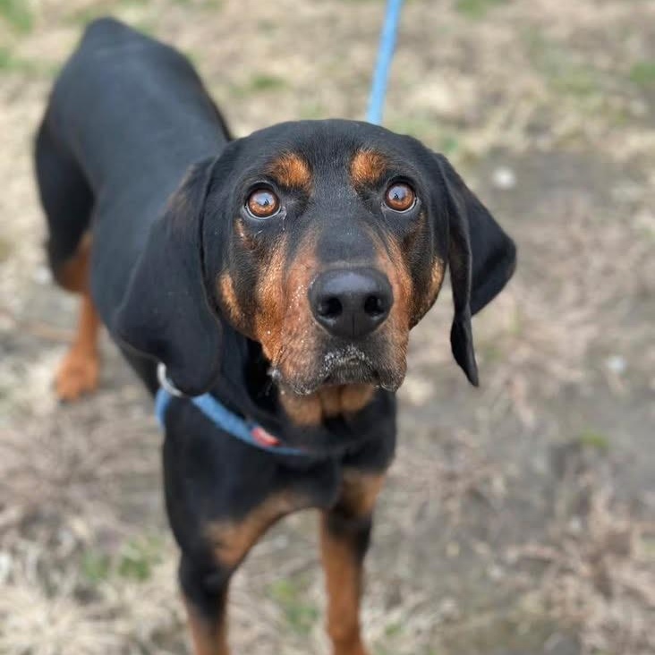 Lagarto, a Adoptable Coonhound in Gloucester, VA image 2/6