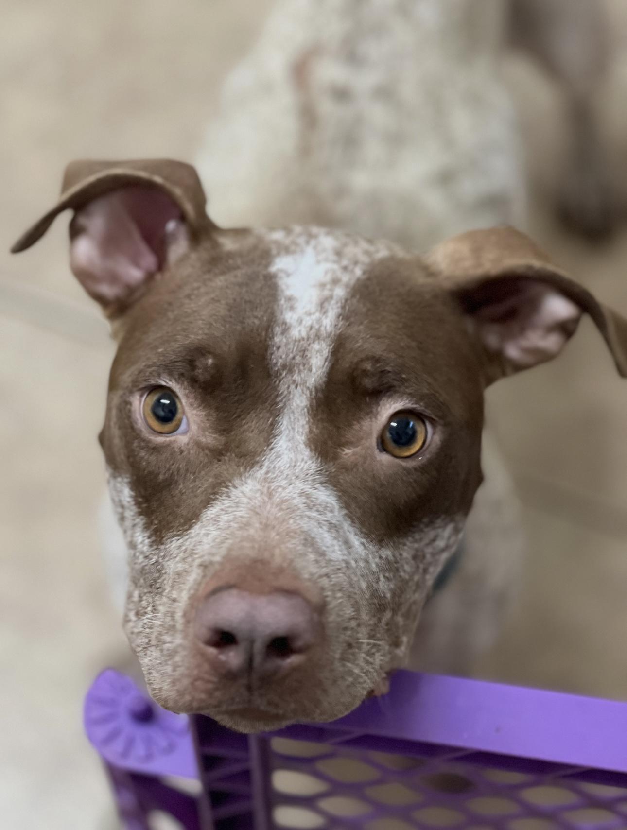 LUCY, a Adoptable mixed breed in Portland , OR image 5/6