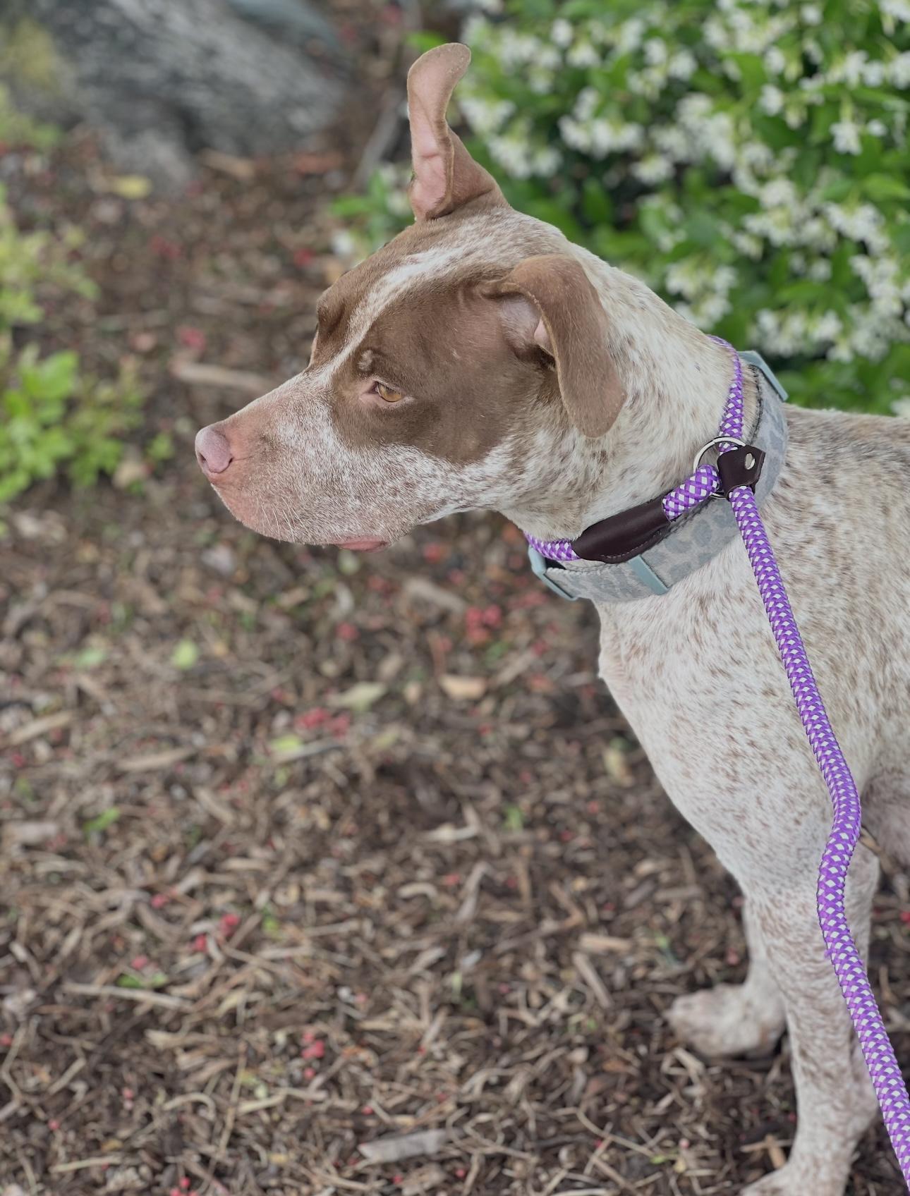 LUCY, a Adoptable mixed breed in Portland , OR image 6/6