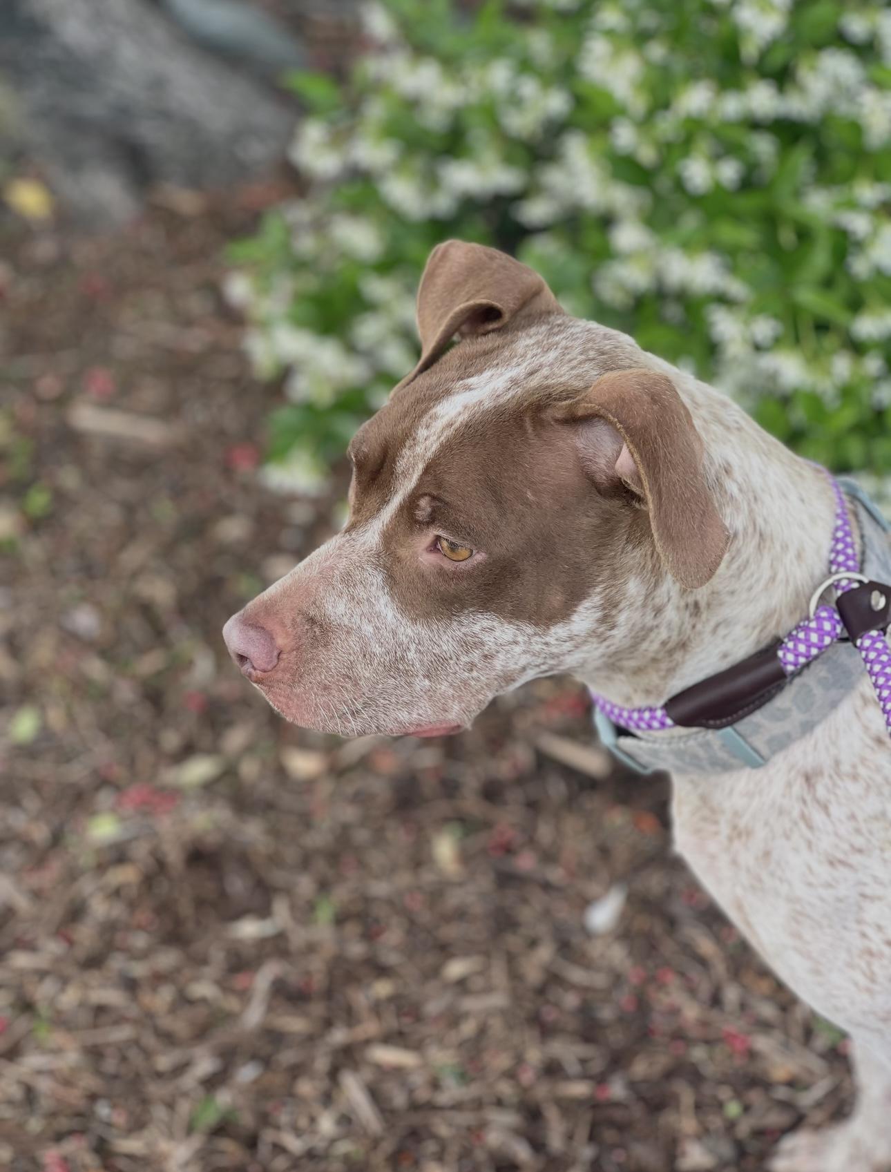 LUCY, a Adoptable mixed breed in Portland , OR image 4/6