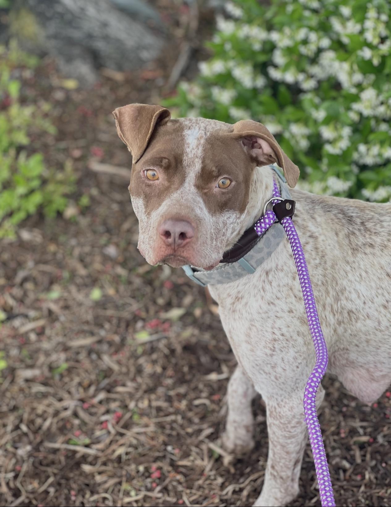 LUCY, a Adoptable mixed breed in Portland , OR image 1/6