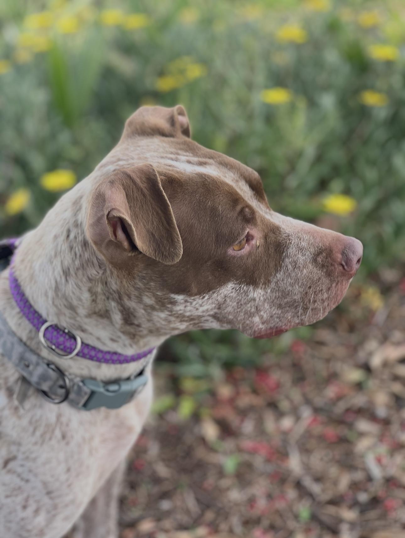 LUCY, a Adoptable mixed breed in Portland , OR image 2/6