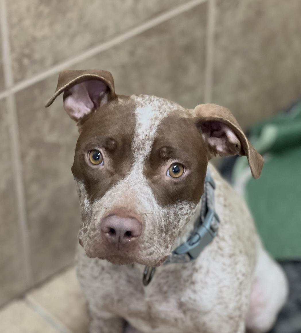 LUCY, a Adoptable mixed breed in Portland , OR image 3/6