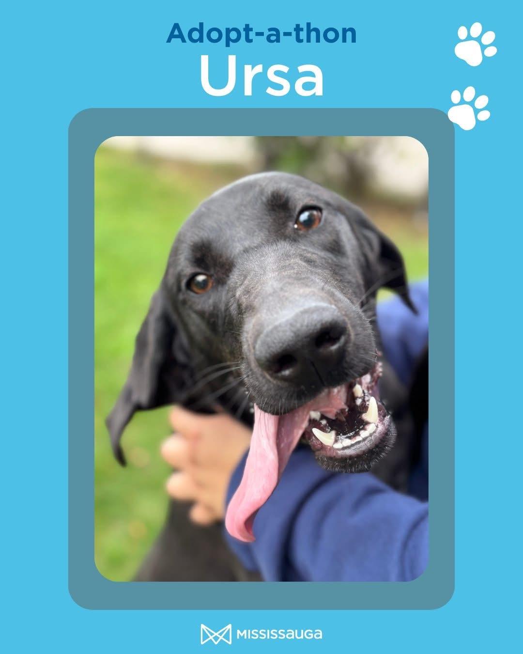 Ursa - Looking for a Foster!, an adoptable Mastiff in Mississauga, ON, L5C 4H4 | Photo Image 1