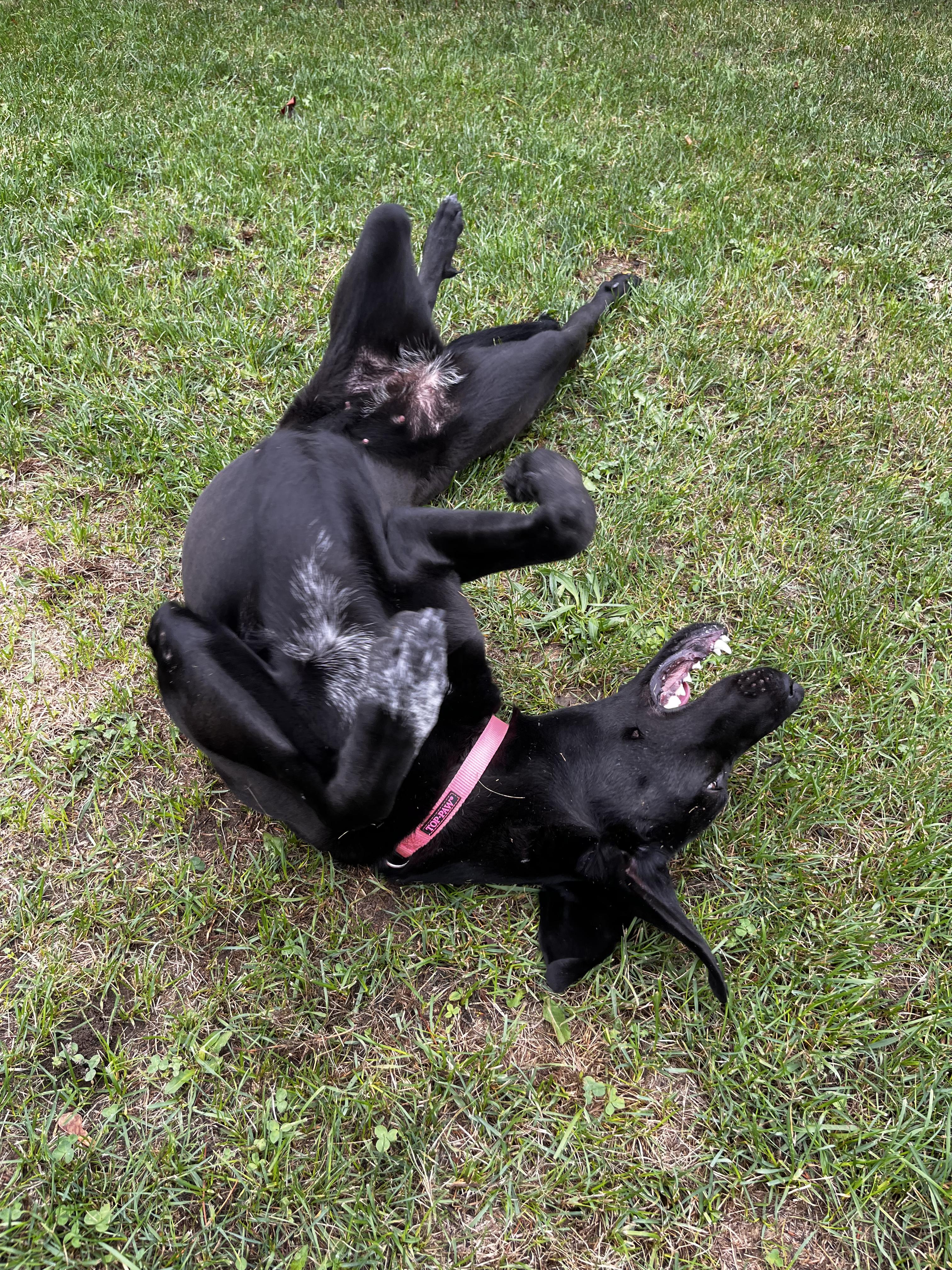 Ursa - Looking for a Foster!, an adoptable Mastiff in Mississauga, ON, L5C 4H4 | Photo Image 5