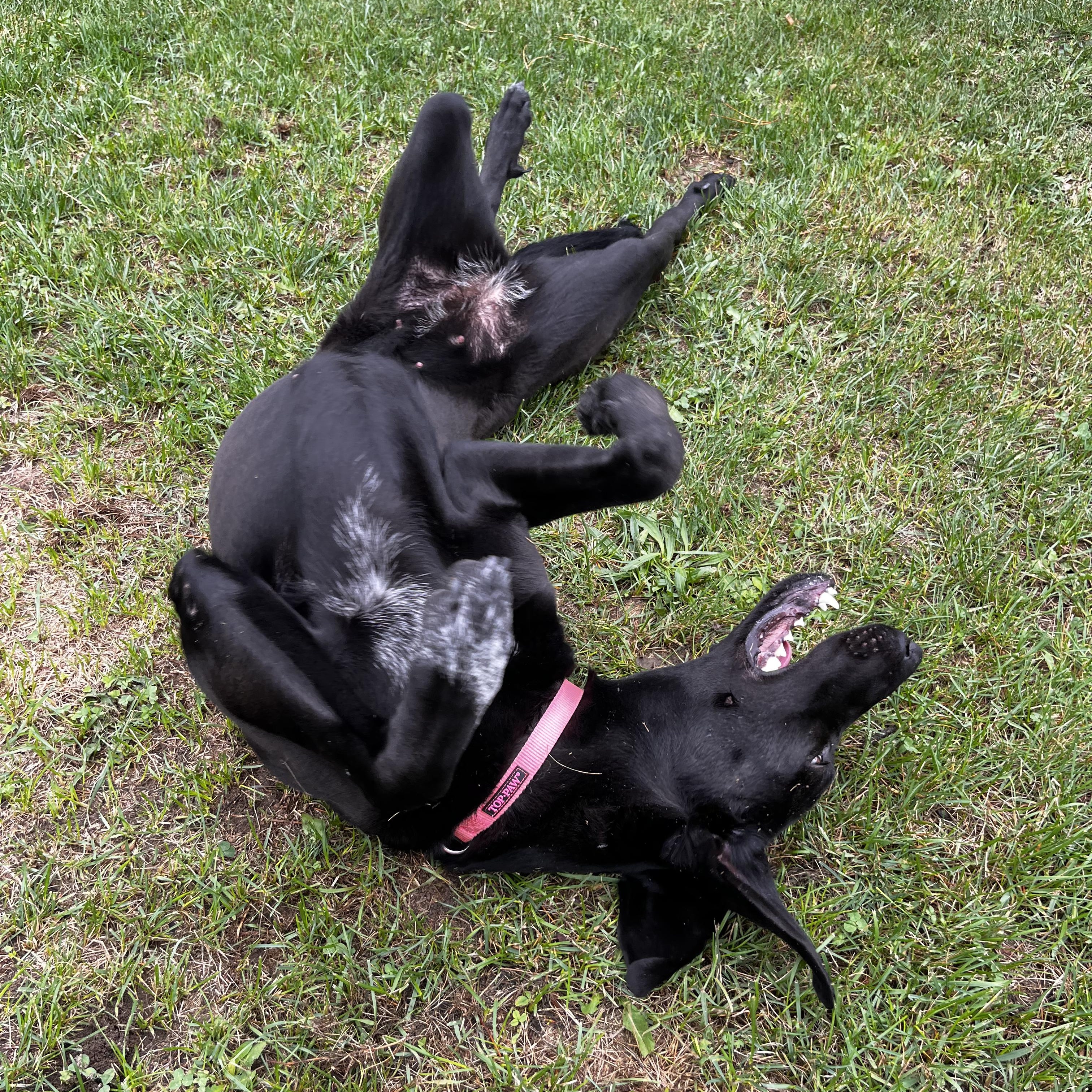 Enlarge Ursa - Looking for a Foster!, a Adoptable Mastiff in Mississauga, ON image 4/6