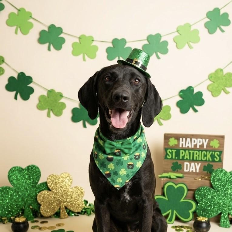 Ursa - Looking for a Foster!, Adoptable, Young Female Mastiff.