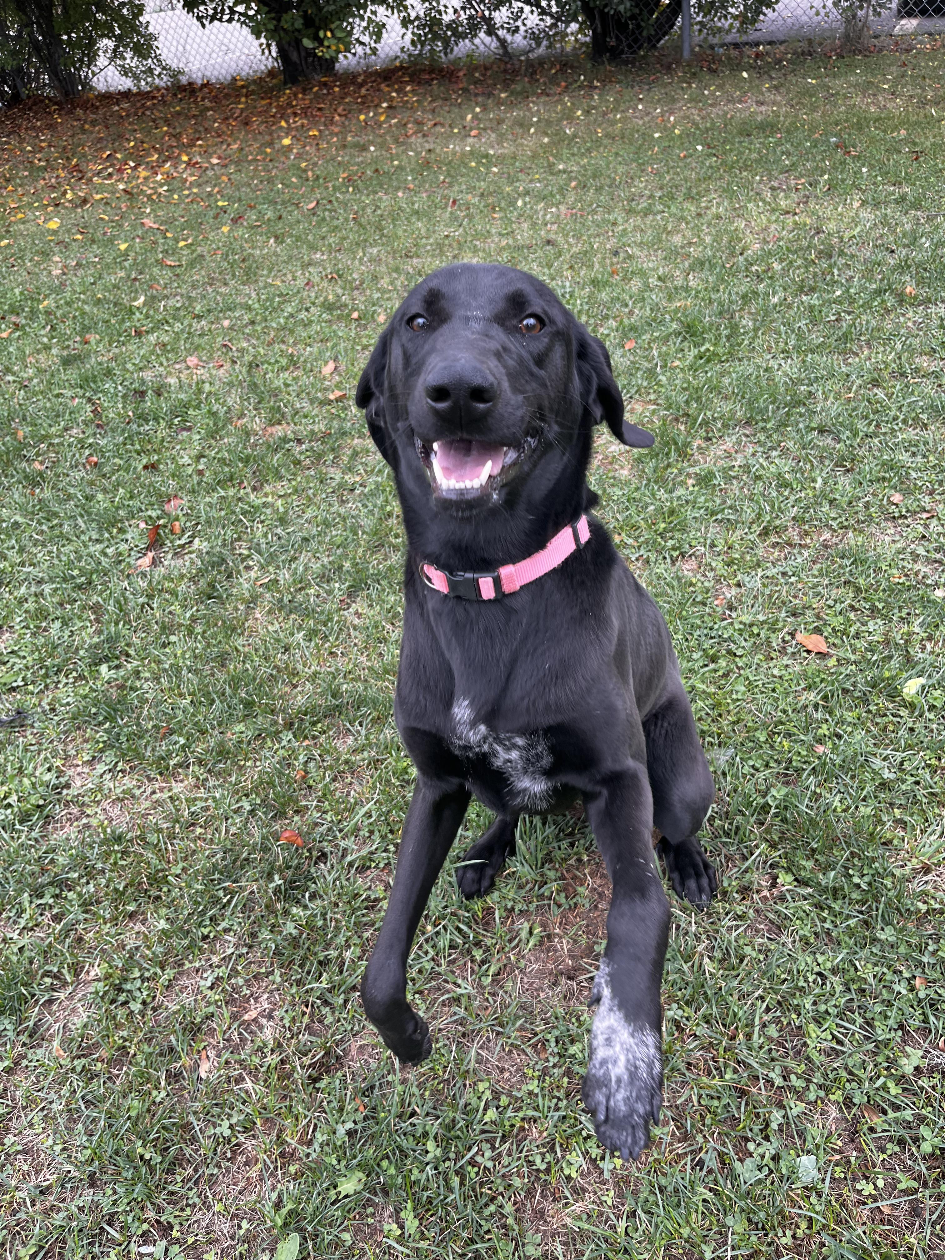 Ursa - Looking for a Foster!, an adoptable Mastiff in Mississauga, ON, L5C 4H4 | Photo Image 2