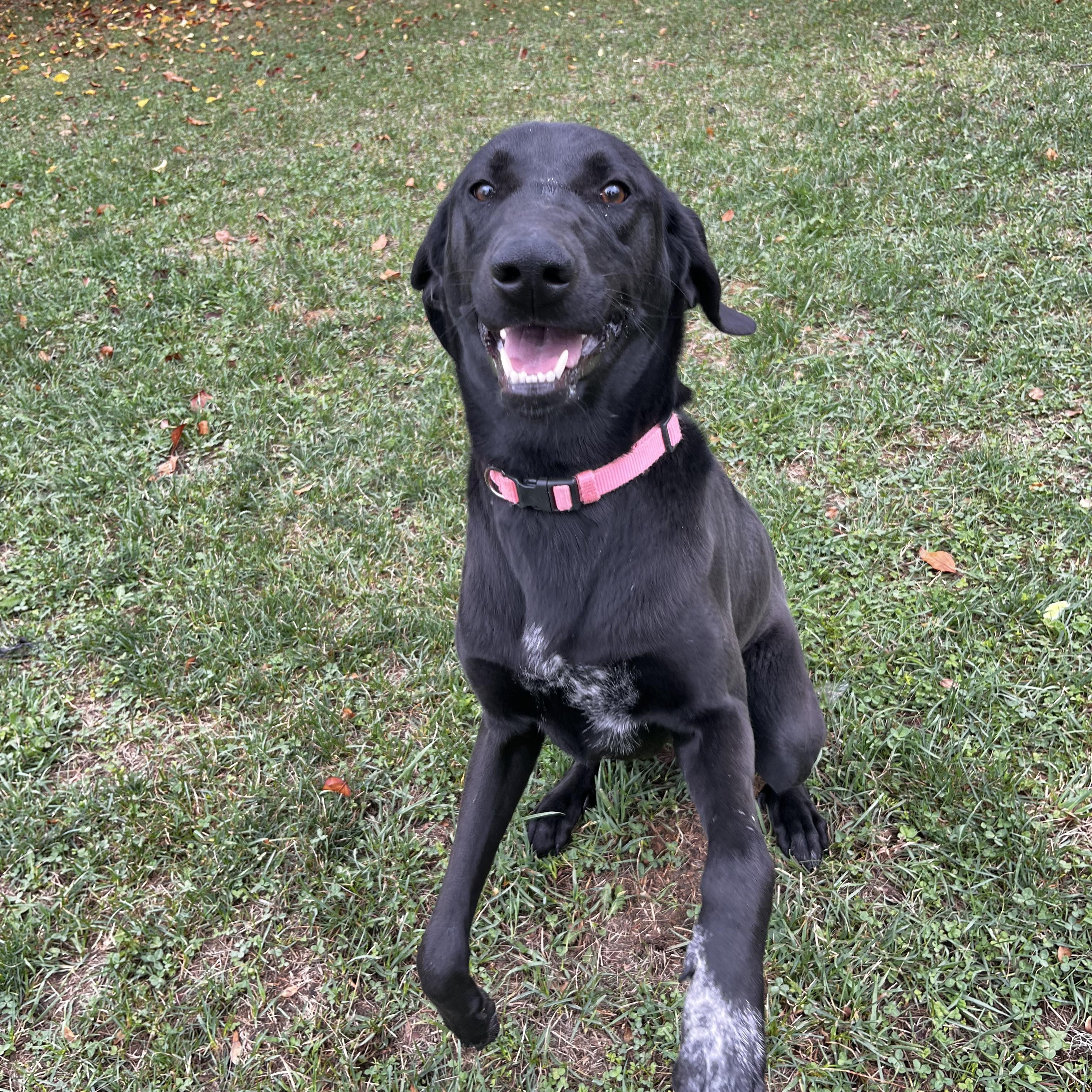 Enlarge Ursa - Looking for a Foster!, a Adoptable Mastiff in Mississauga, ON image 6/6