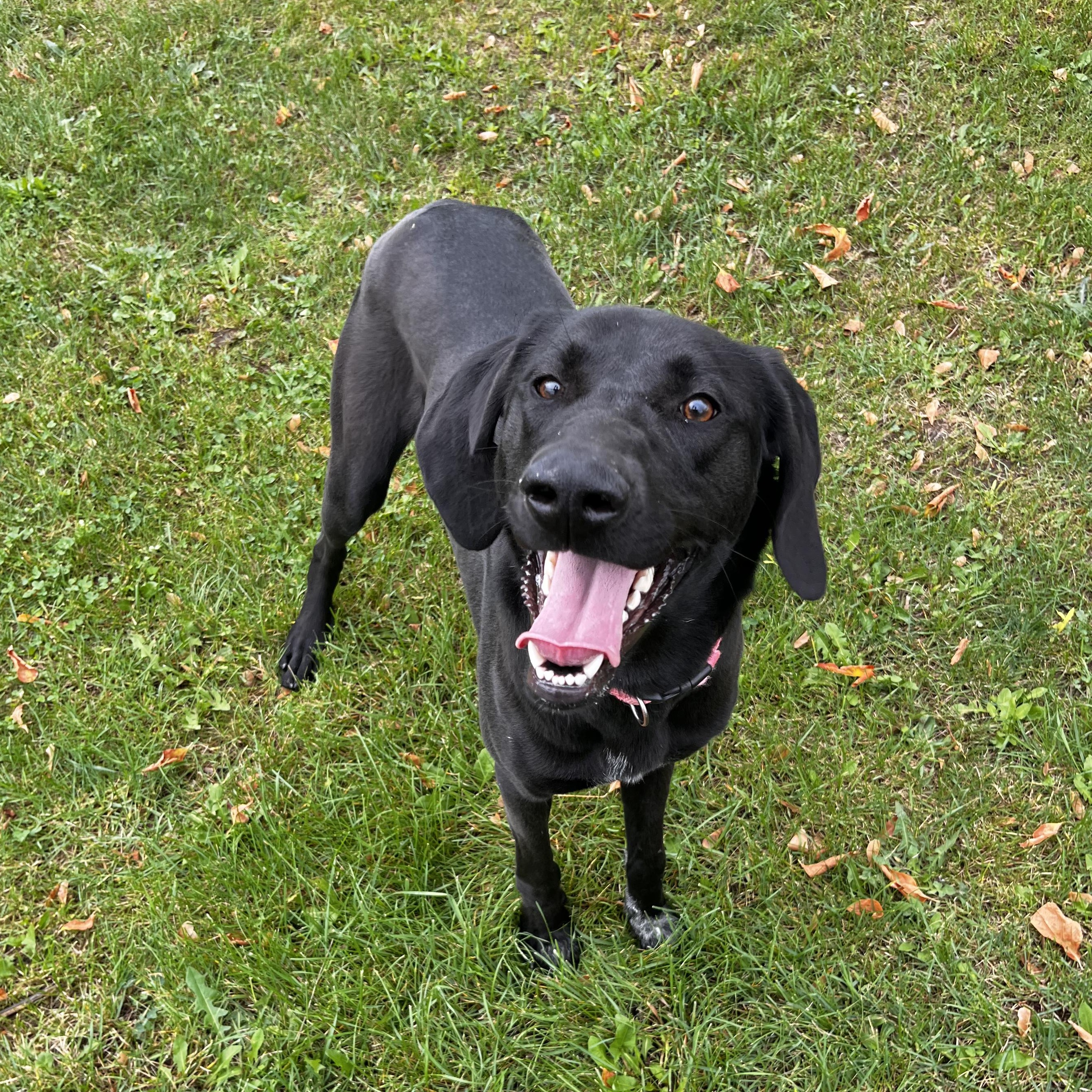 Enlarge Ursa - Looking for a Foster!, a Adoptable Mastiff in Mississauga, ON image 5/6