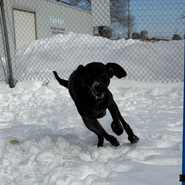 Enlarge Ursa - Looking for a Foster!, a Adoptable Mastiff in Mississauga, ON image 2/6